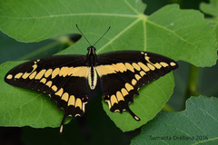 Papilio rumiko image
