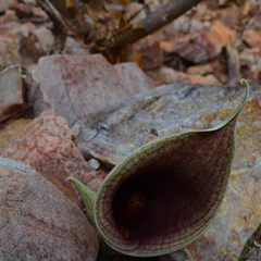 Synandrospadix vermitoxicus
