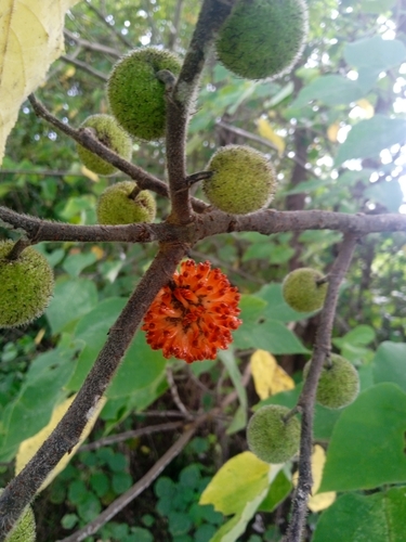 Paper mulberry