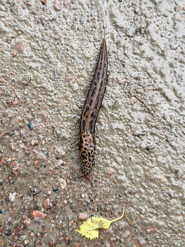 Leopard Slug