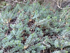 Pimelea prostrata ventosa