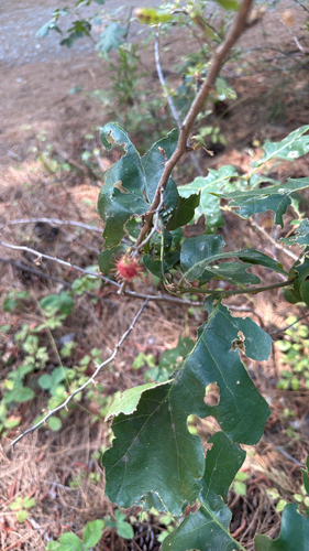 iNaturalist observation photo of Oak Gall Wasps