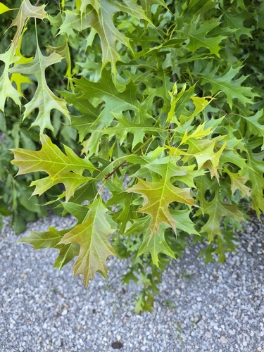 pin oak