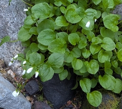 Claytonia cordifolia