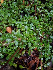 Ludwigia repens