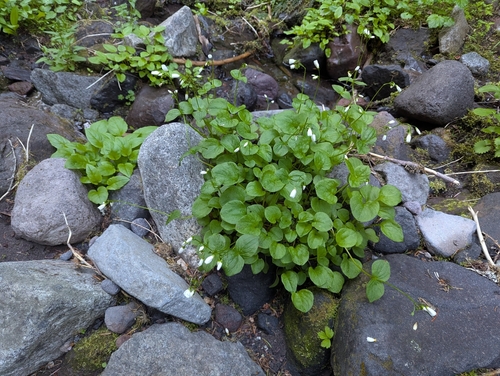 Claytonia cordifolia, photograph 1