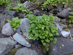 Claytonia cordifolia, photograph (c) John Brew, some rights reserved (CC BY)