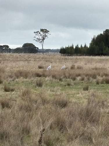 Brolga