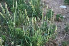 Scorzonera laciniata