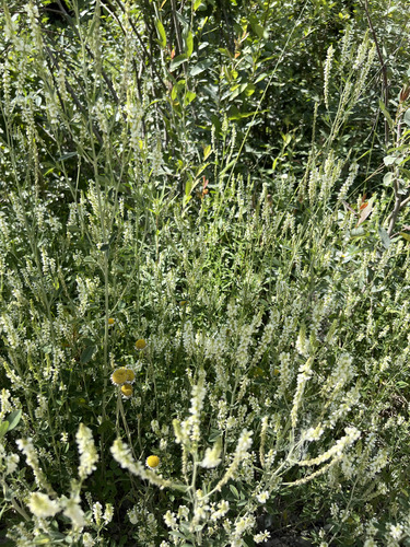 White Sweetclover