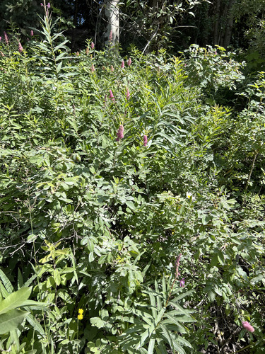 Rose Spirea