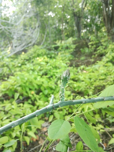 Acanthocereus fosterianus, photograph 2
