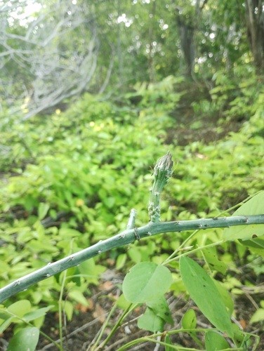 Acanthocereus fosterianus, photograph 3