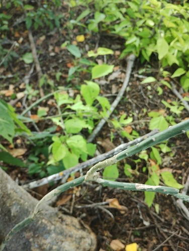 Acanthocereus fosterianus