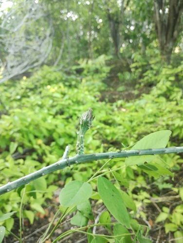 Acanthocereus fosterianus, photograph 4