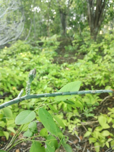 Acanthocereus fosterianus, photograph 5