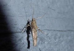 Stathmopoda plumbiflua
