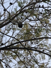 Magnoliopsida