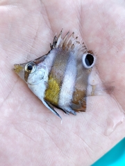 ゲンロクダイ