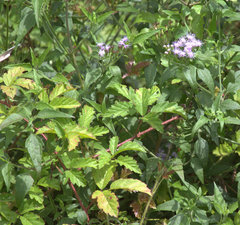 Rubus riograndis