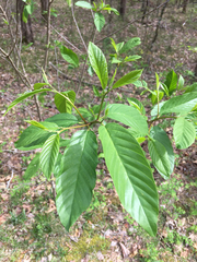 Frangula caroliniana