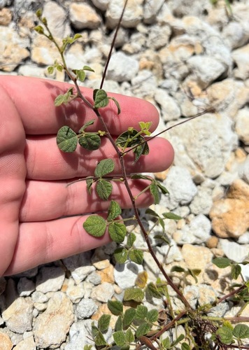 Rhynchosia minima, photograph 2