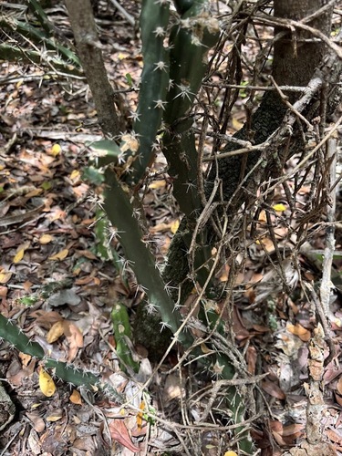 Acanthocereus tetragonus