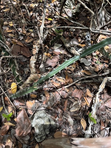 Acanthocereus tetragonus