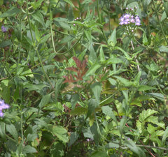 Rubus riograndis