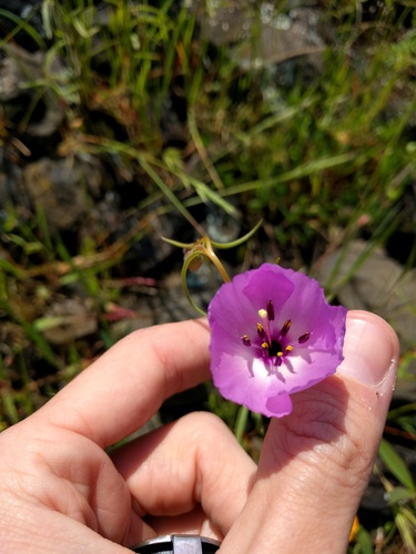 Glandular clarkia (Clarkia arcuata)