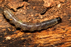 Scolecocampa
