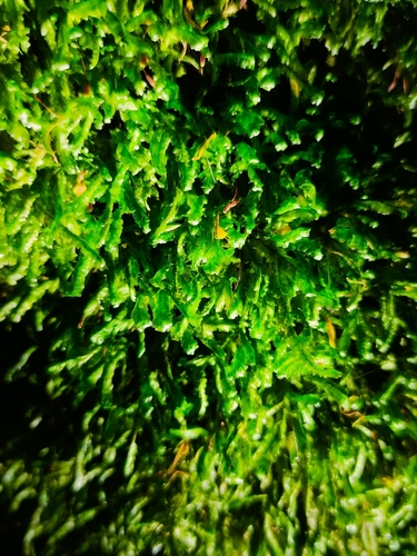 Lime Homalia Moss