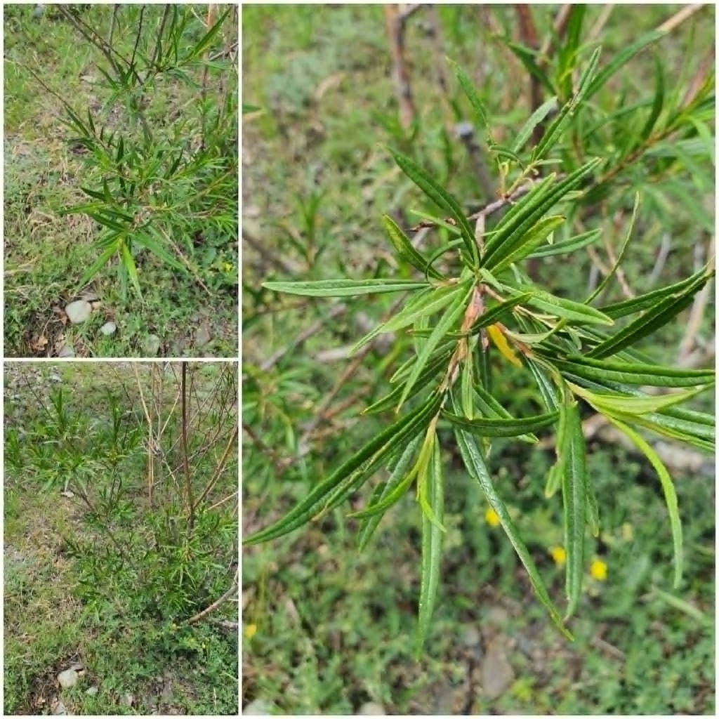 Salix schwerinii; photograph (c) Urgamal Magsar, some rights reserved (CC BY)