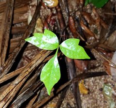 Toxicodendron radicans image