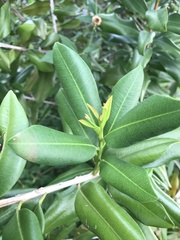 Pimenta racemosa