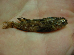 Hemitripterus americanus