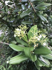 Pimenta racemosa