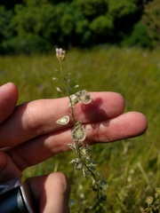 Thysanocarpus curvipes