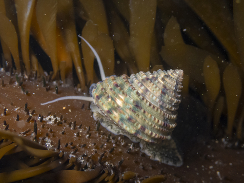 Calliostoma gemmulatum, 2026-07-11