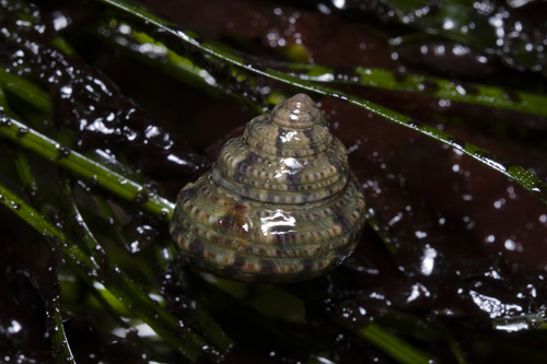 Calliostoma gemmulatum, 2026-07-11