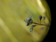 Thysanocarpus curvipes