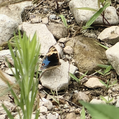 Blue Pansy