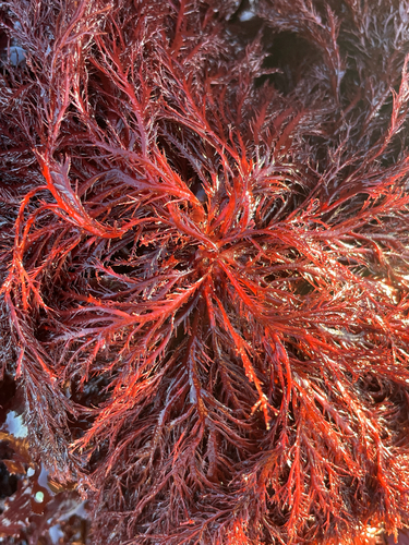 Pikea californica observed 2026-07-15