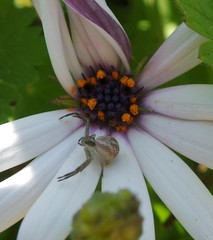 Mecaphesa