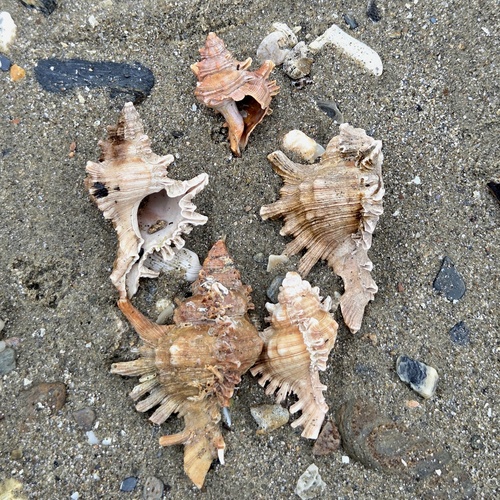 Chicoreus brevifrons, 2026-07-05