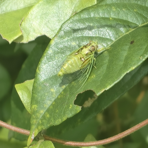 Grass Cicada