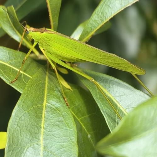Hemielimaea chinensis