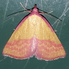 Phytometra rhodarialis