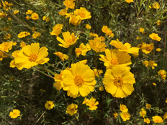 Madia radiata