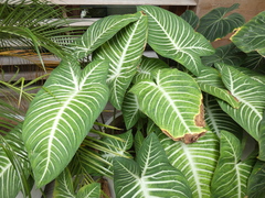 Caladium lindenii